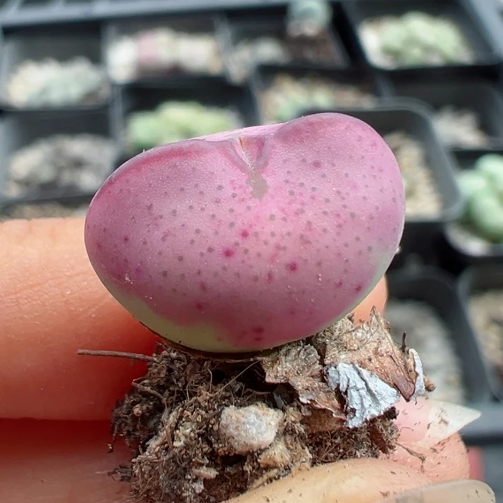 74号111111111111111111