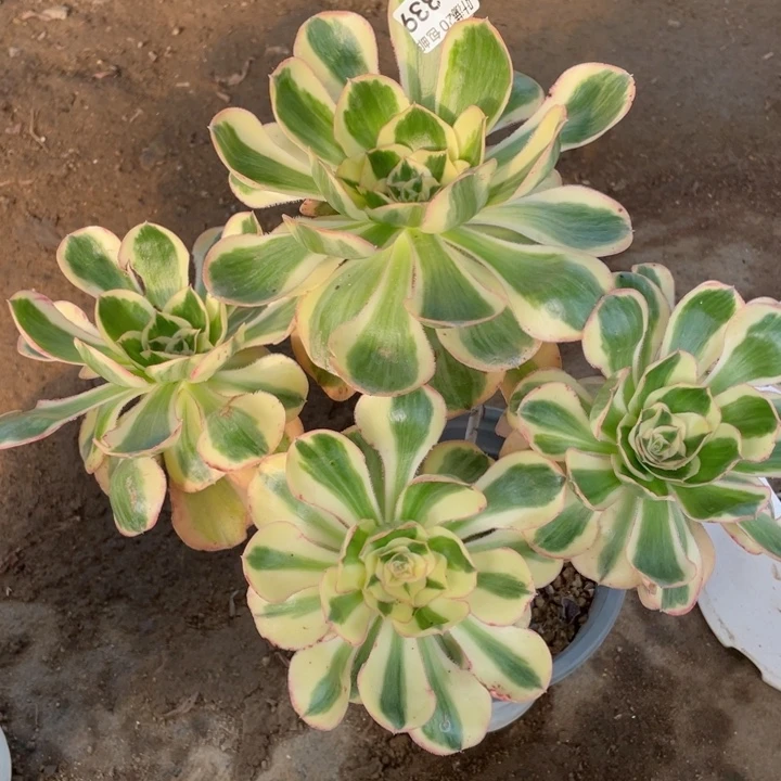 339艳资多肉123456789