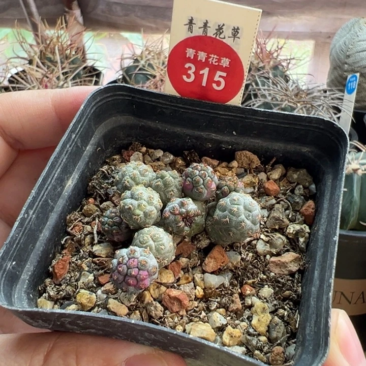 足球锦团扇一棵仙人球