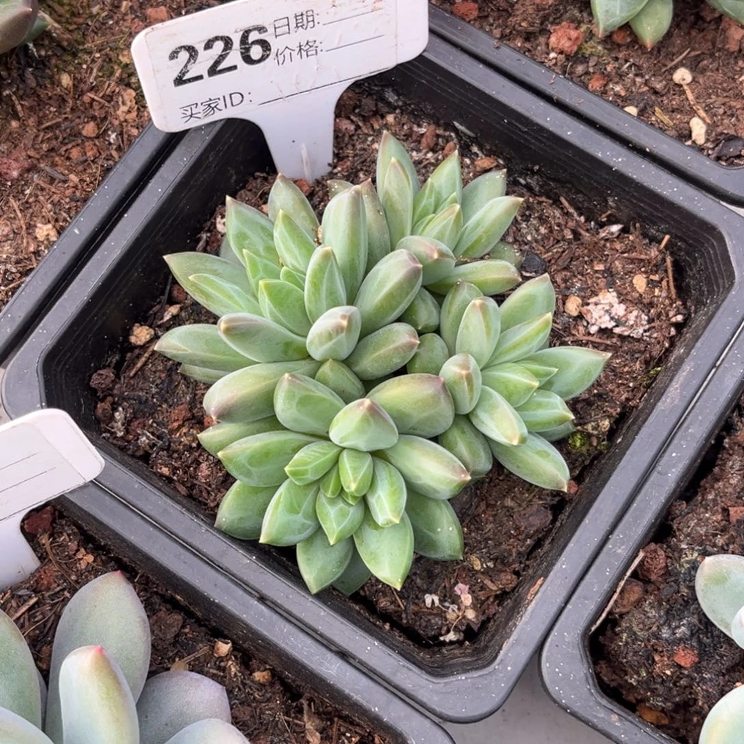 美人系多肉植物226