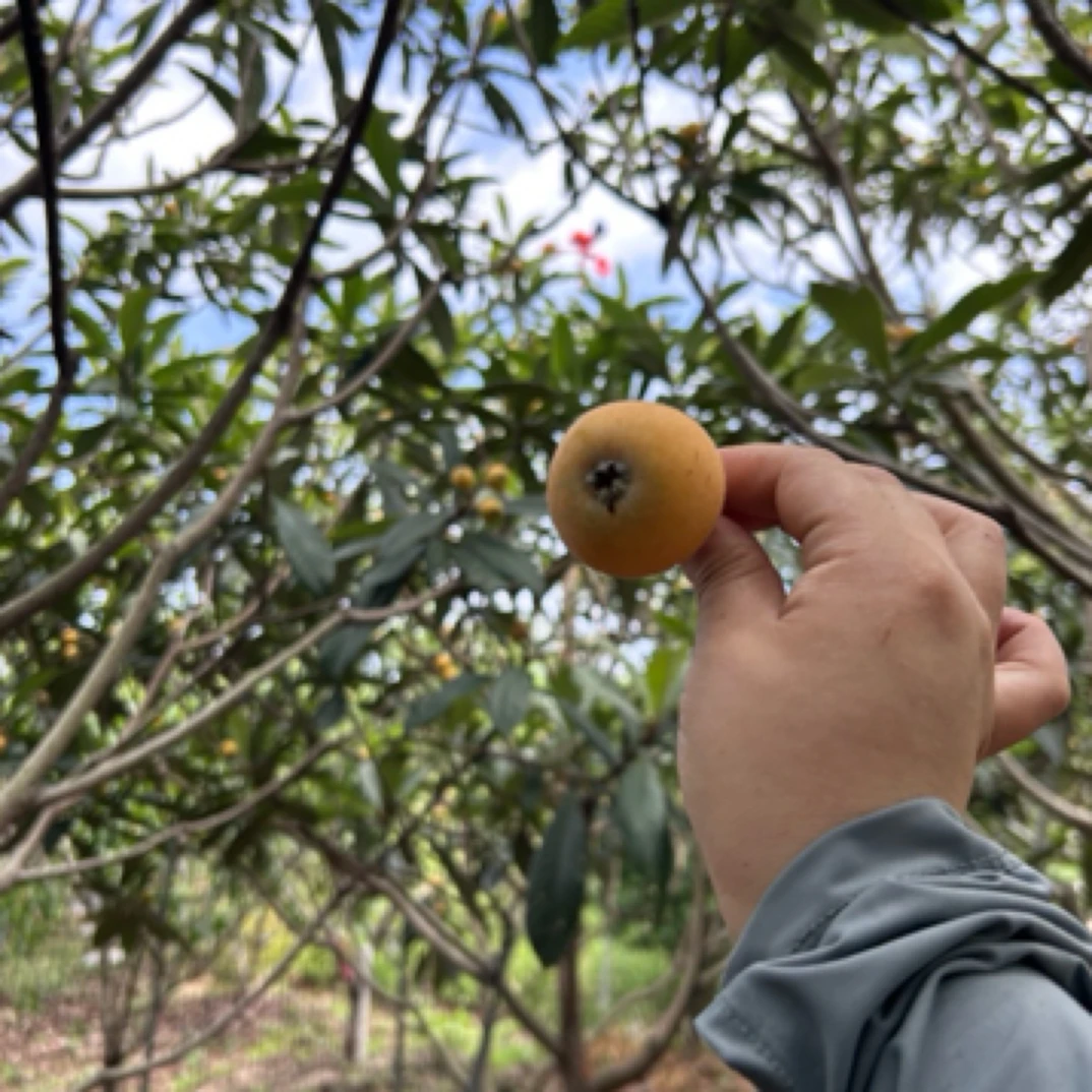 苏州西山青种枇杷，自家果园成熟采摘84颗标准大果