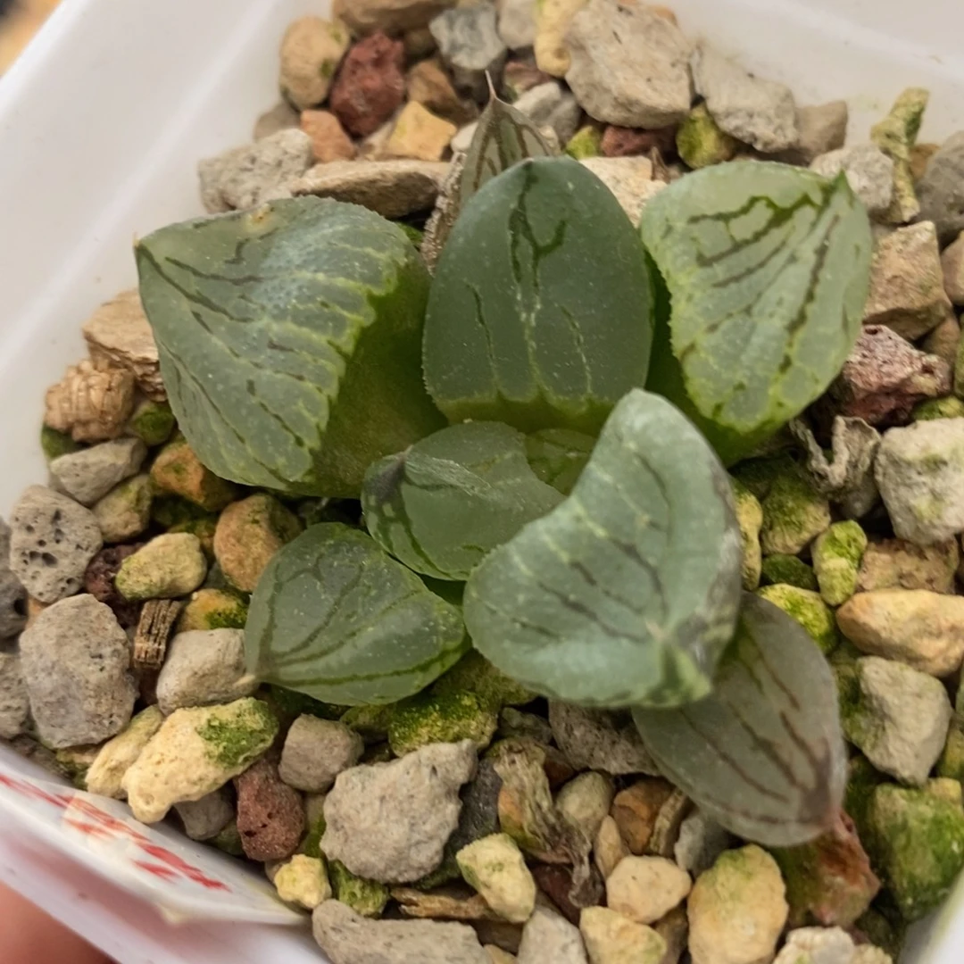 112虞美人一物一拍