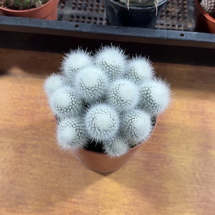 李**。白小丁仙人球123