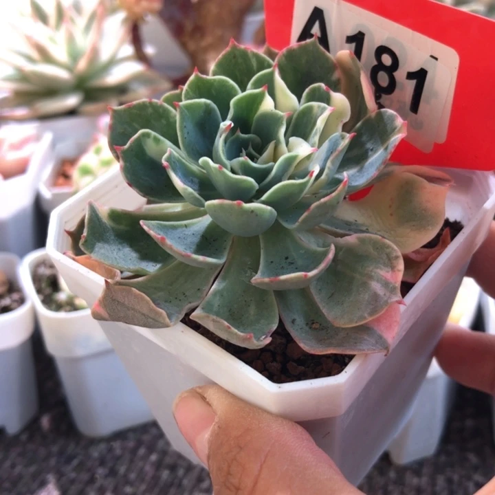 海啸锦有根有根有