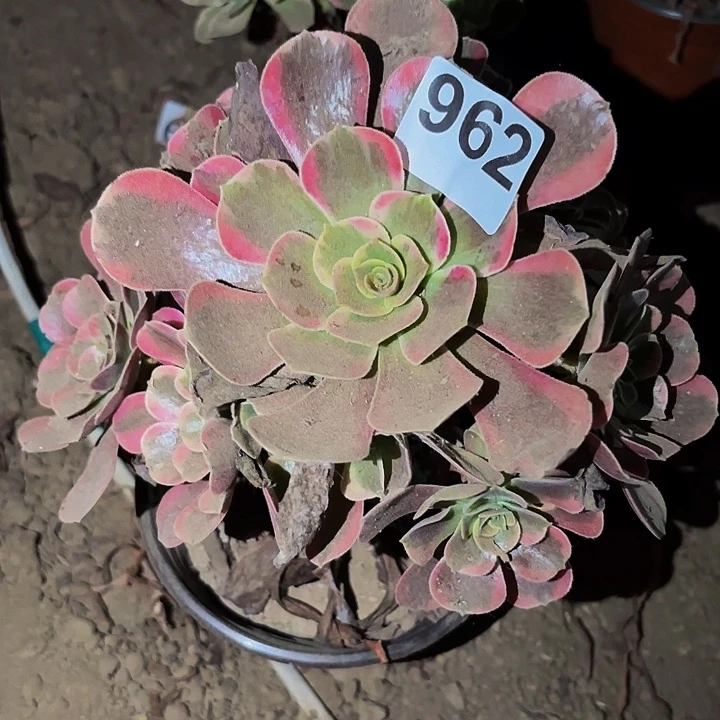 962爱神多肉植物不售后