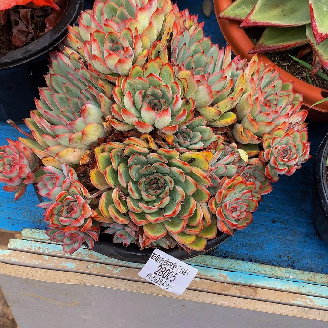 —***ω荷花28005多肉多肉