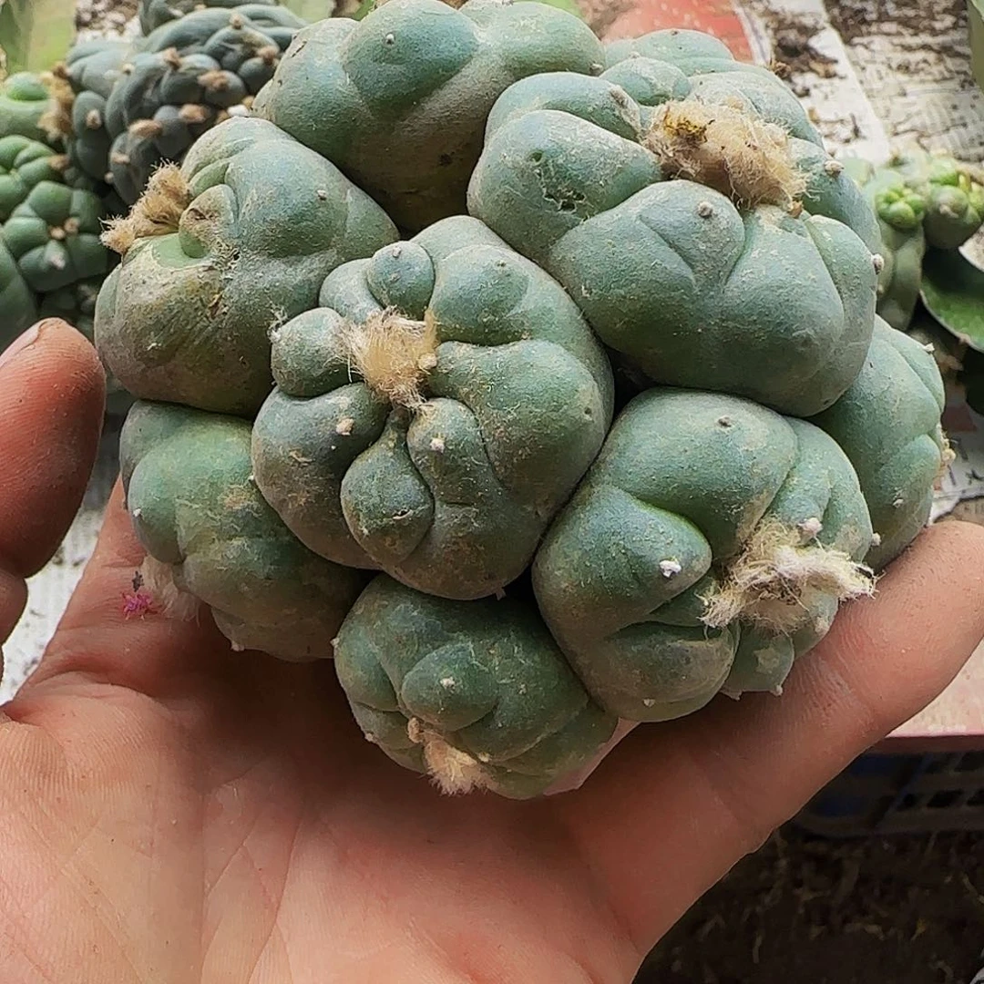 群头595仙人球开花