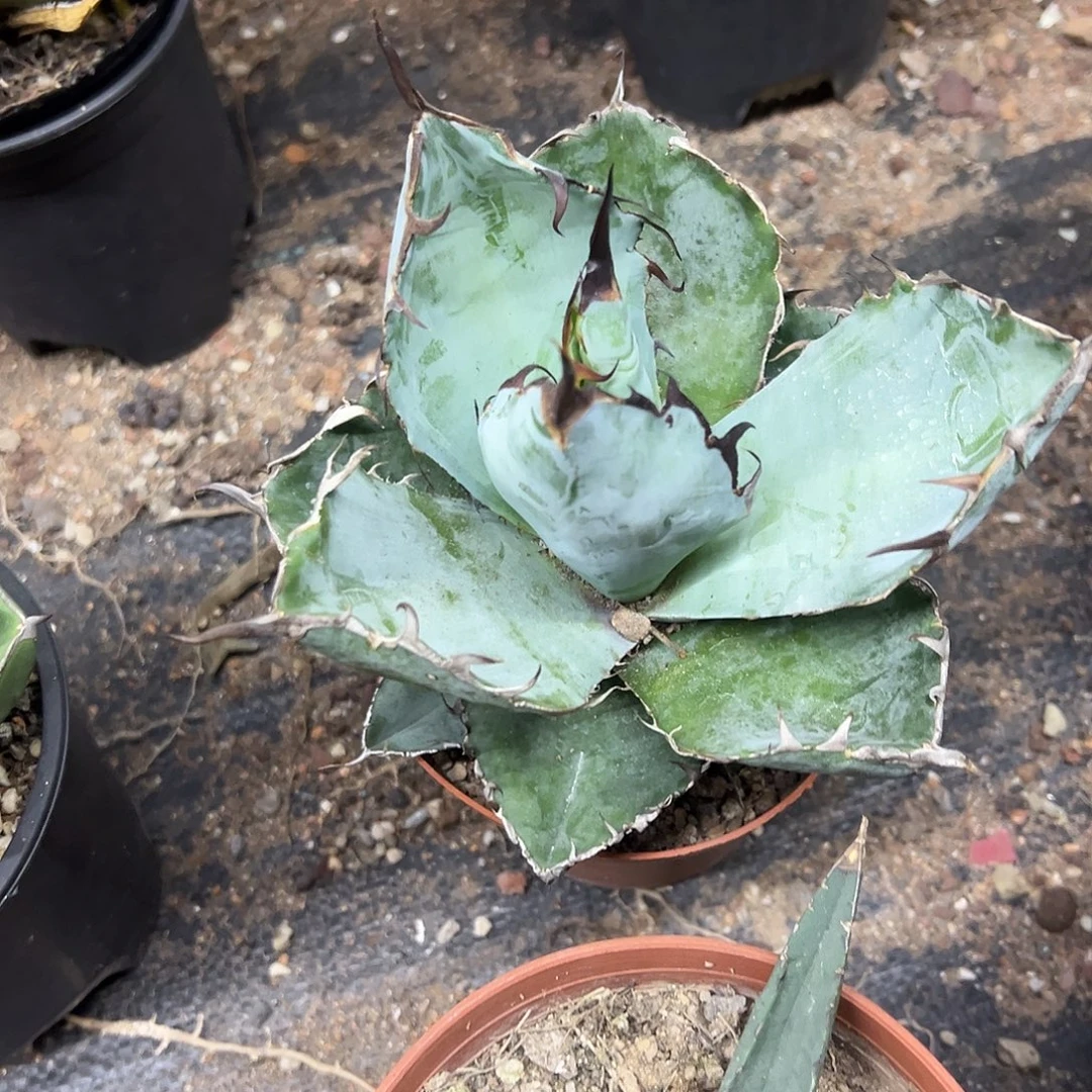 蓝鲸仁王冠龙舌兰