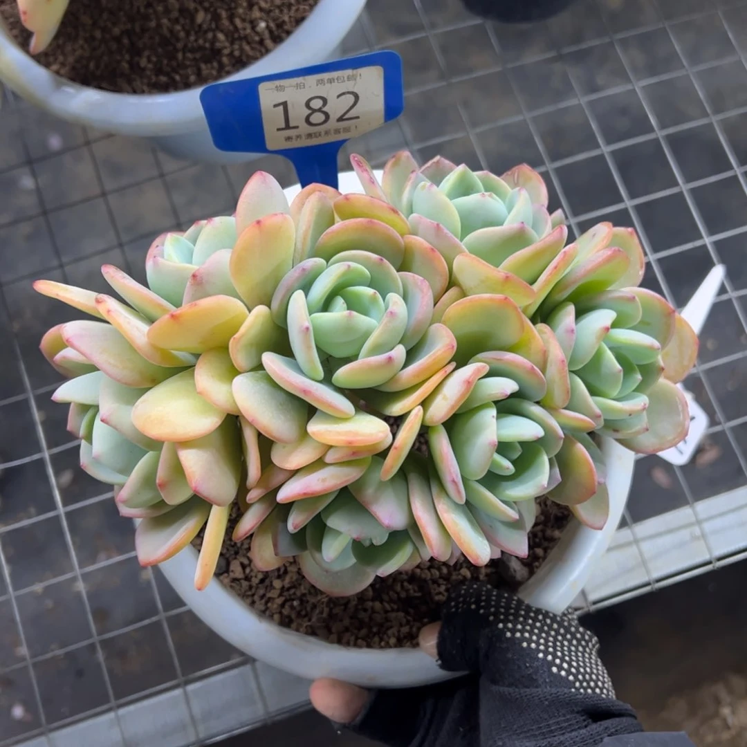 红陶雾*182号多肉植物