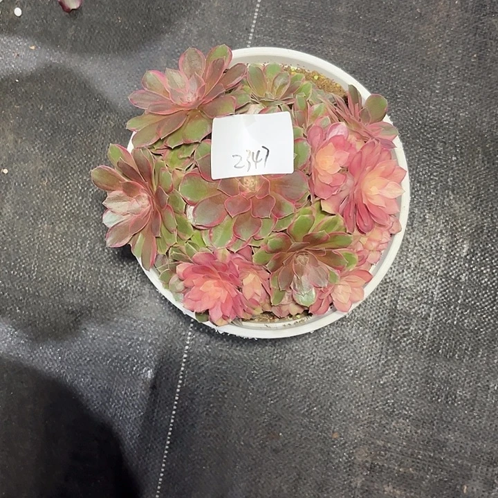 黑膜锦多肉植物保护2347