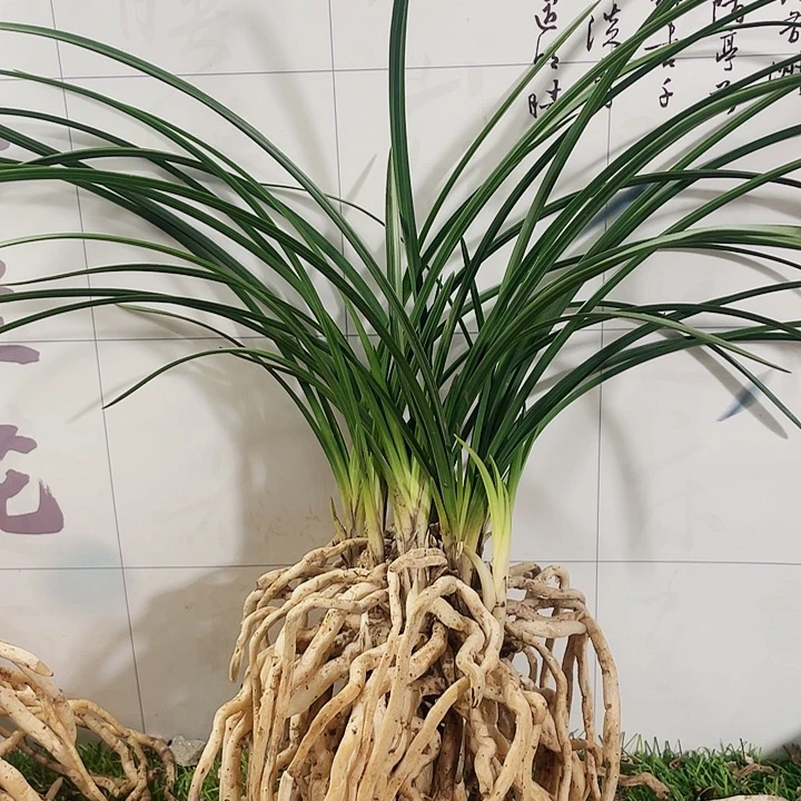 当前无花栽培后可以开花毫***器