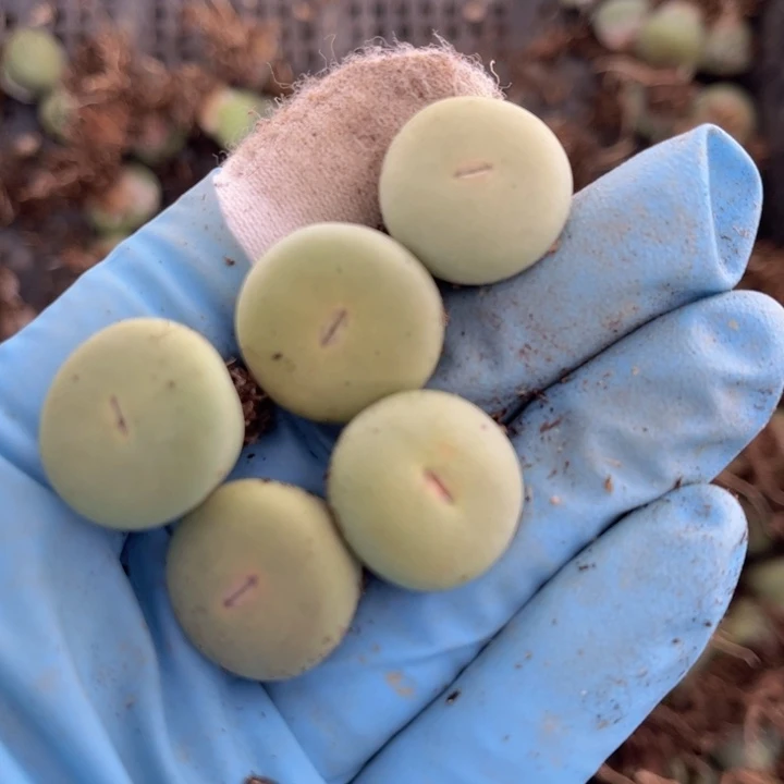 五颗小红嘴8888888888