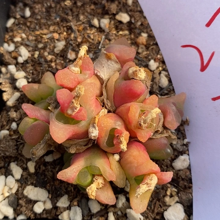 2741缀化一群一群