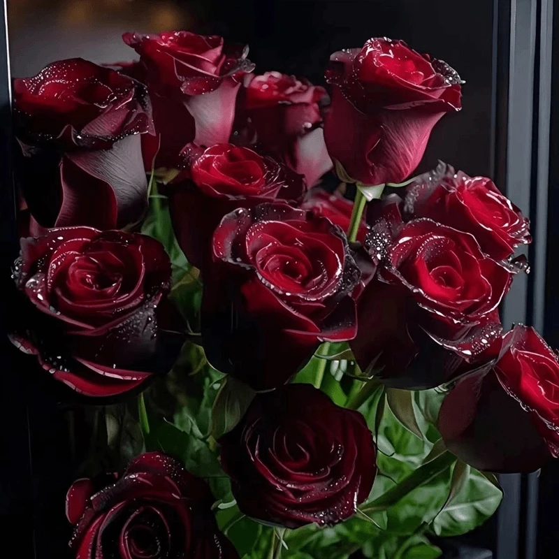 新品红玫瑰月季花盆栽老桩大苗丝绒暗红色四季开花卉绿植