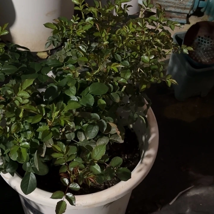 完全开放精品月季花