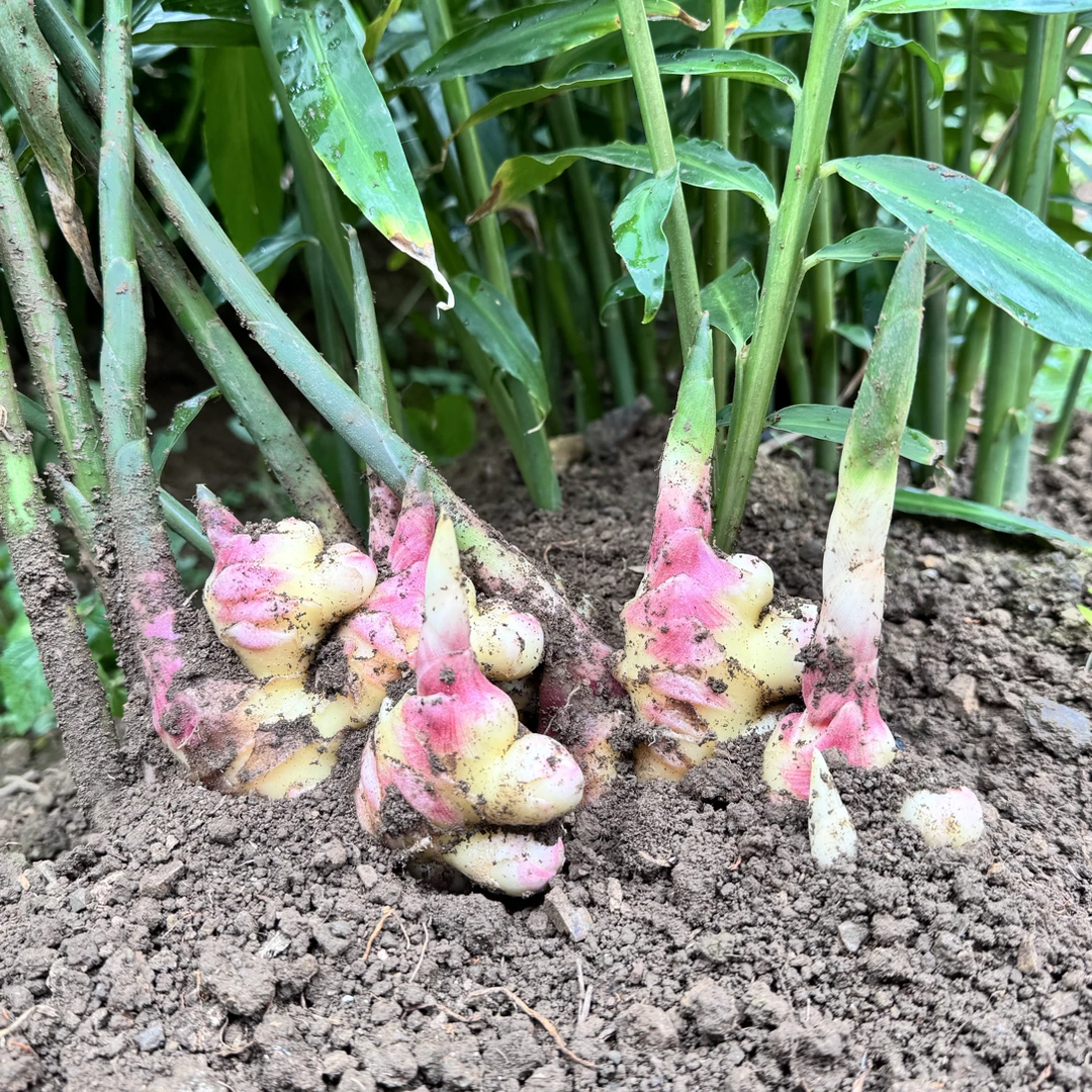 贵州现挖新鲜红芽嫩姜可做泡姜凉拌口感清脆爽口姜味浓郁