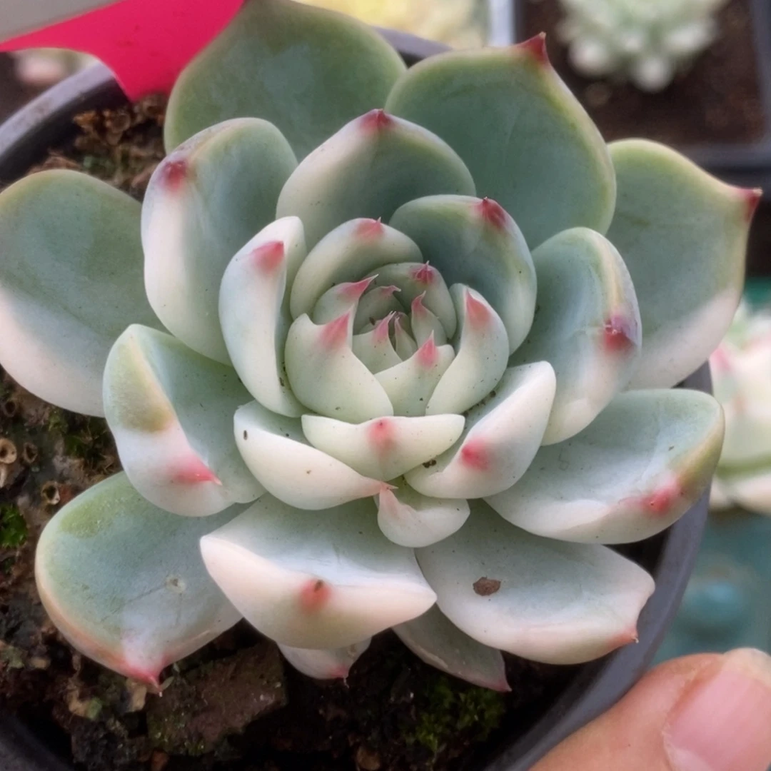 271锦锦锦锦锦锦
