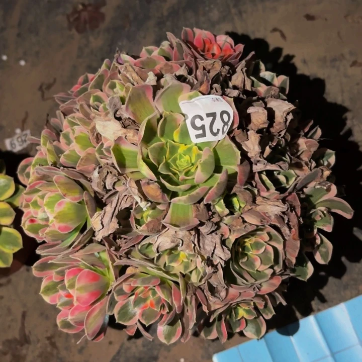 825皇后多肉植物不售后