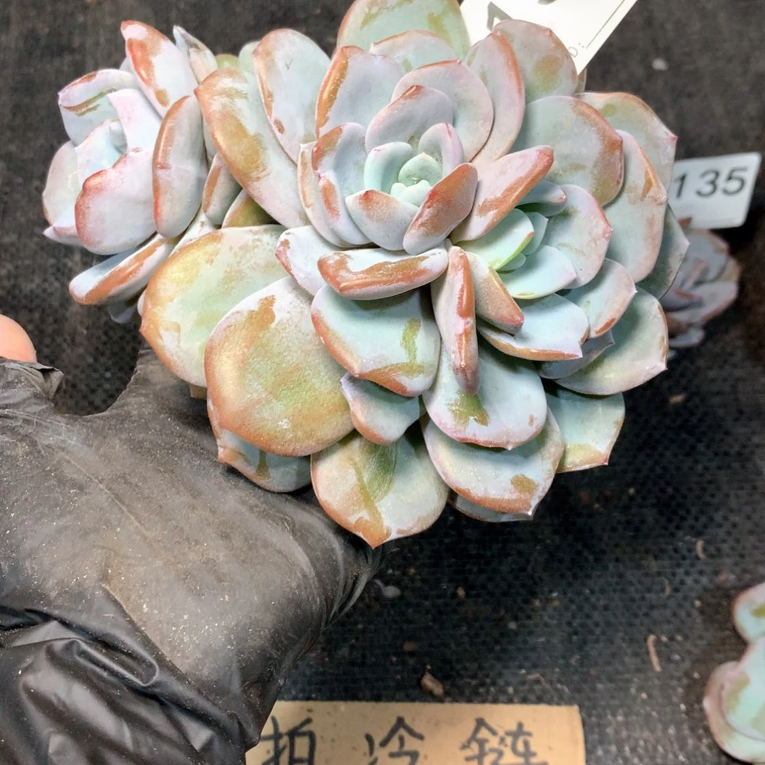 # 137 不拍冷链不售后