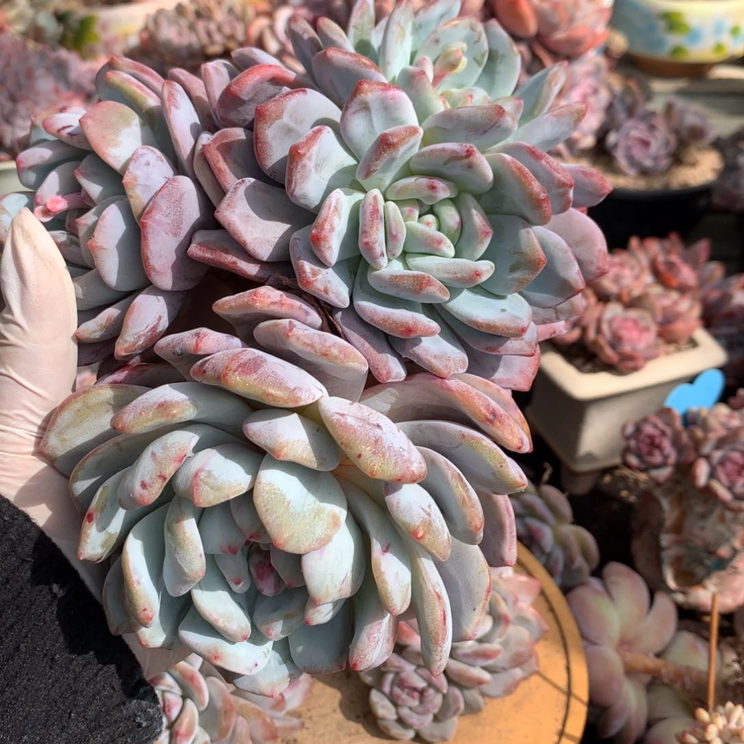 云*卷哈哈哈哈哈哈哈