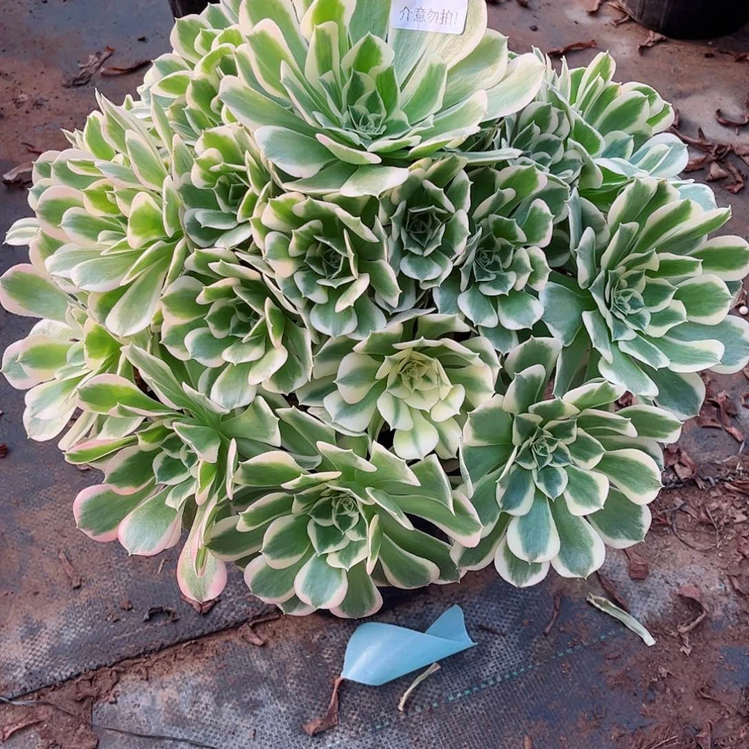 无花朵多肉植物632