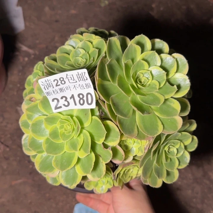 23180奶白多肉植物