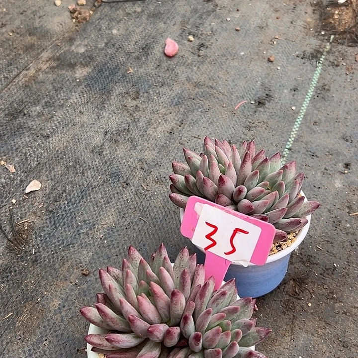 35虞美人一个脱咯土