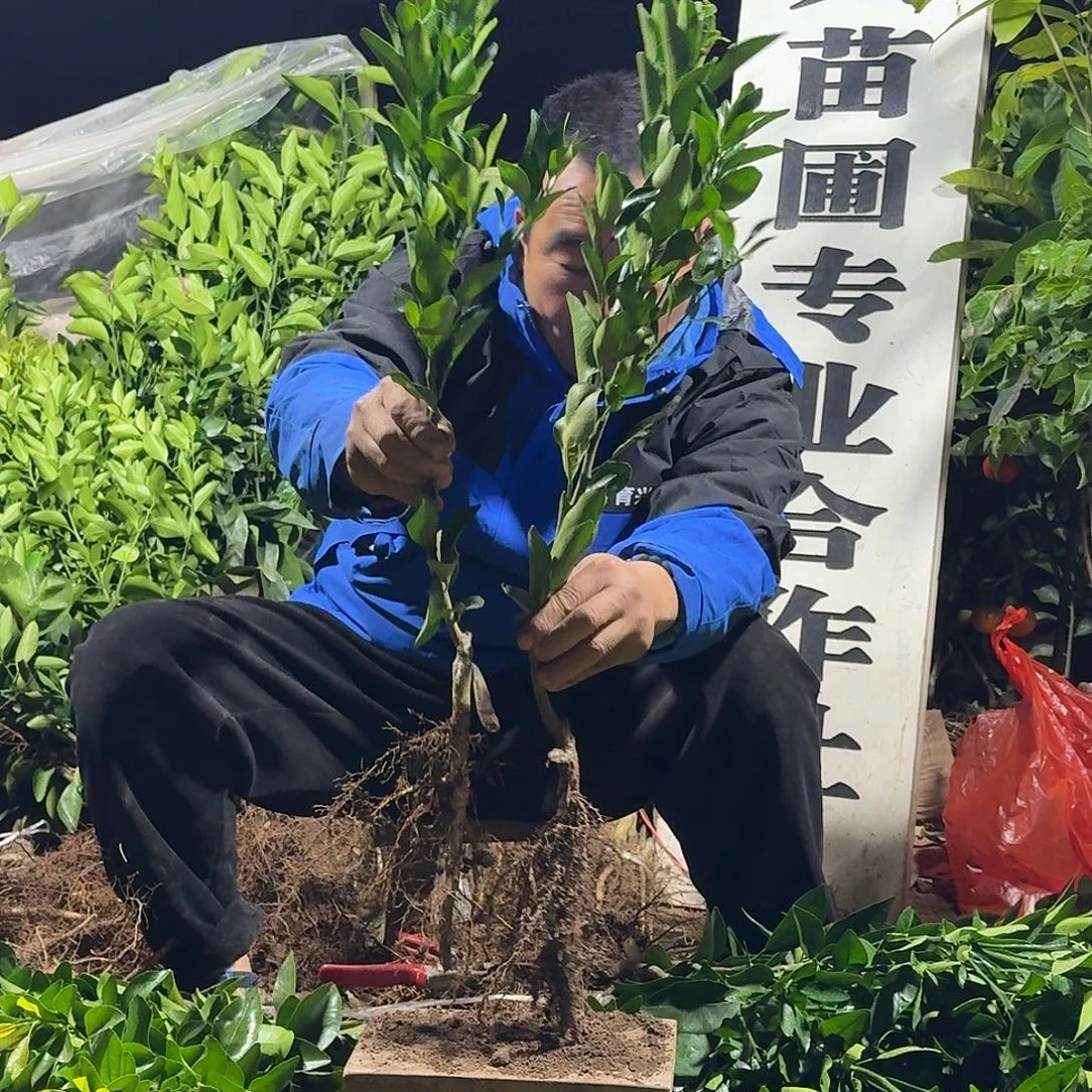 完全开放椪柑果树苗组合