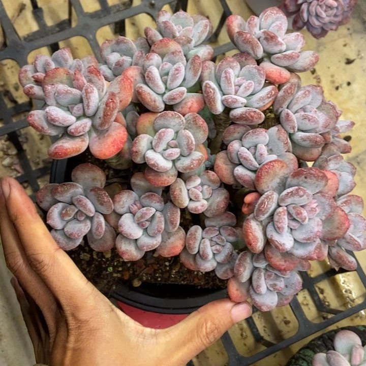 多肉植物一物一拍