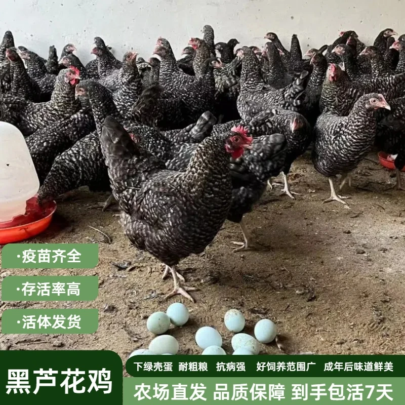 5只装发货均重1.2-1.5斤正宗黑芦花鸡下绿壳蛋宠物活体防疫齐好养