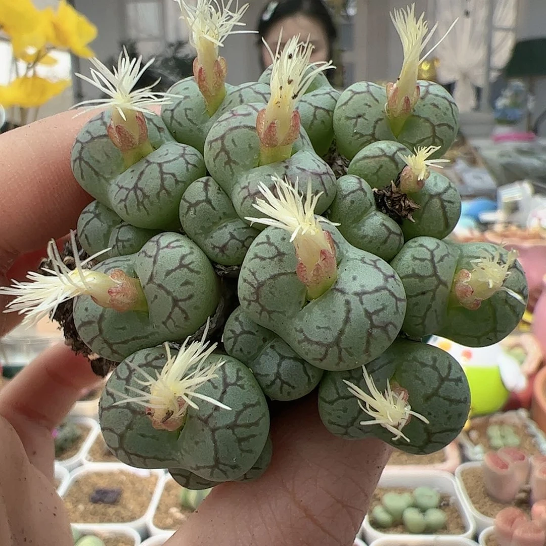 【闪购商品】277 大群青姬