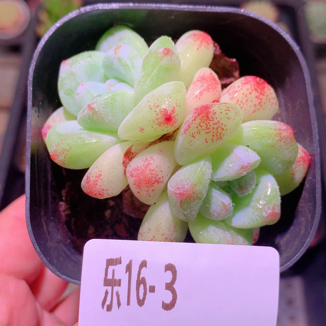 乐然16-3 冰玉双头