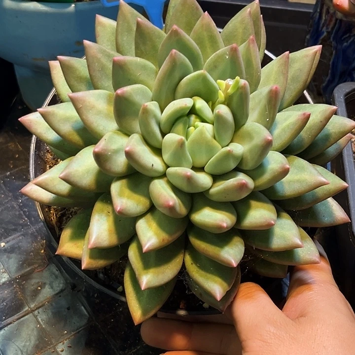 多肉植物米其林005