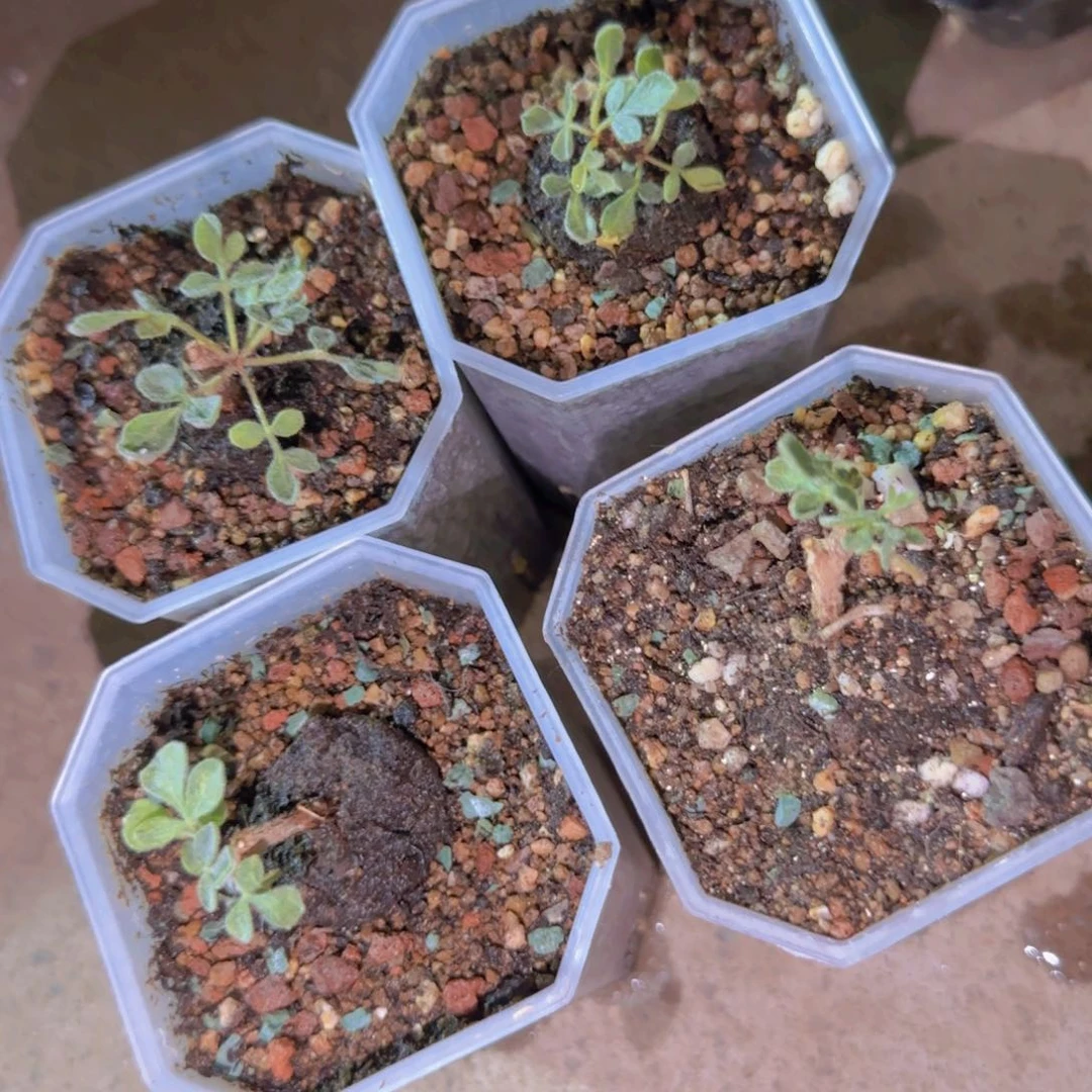 块根植物块根植物