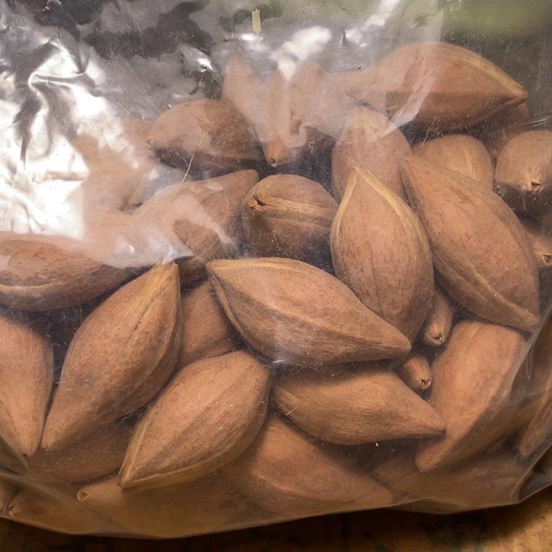 北***儿橄榄核手串/手链不退不换qwrt