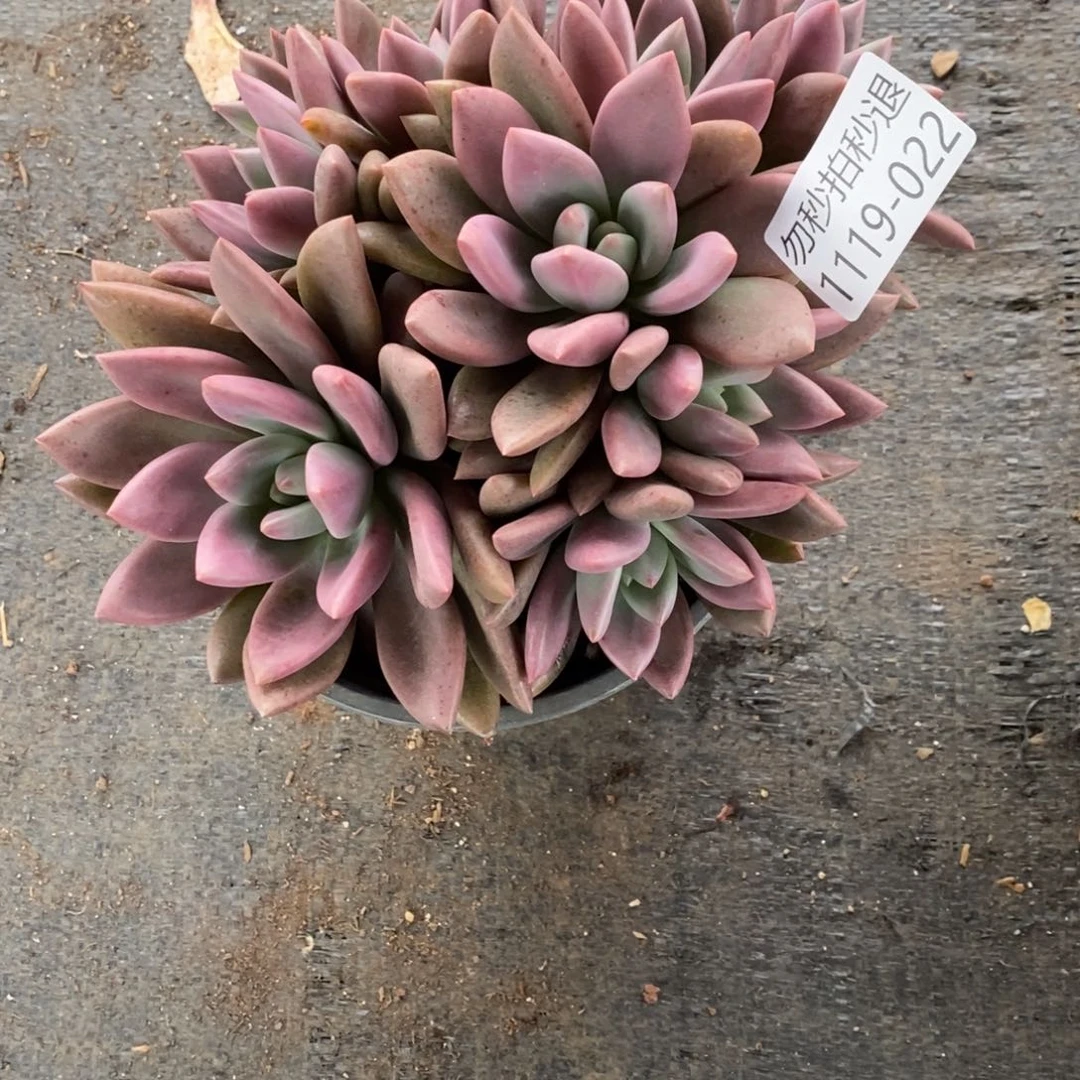 勿秒拍秒退1119-0022桃花源
