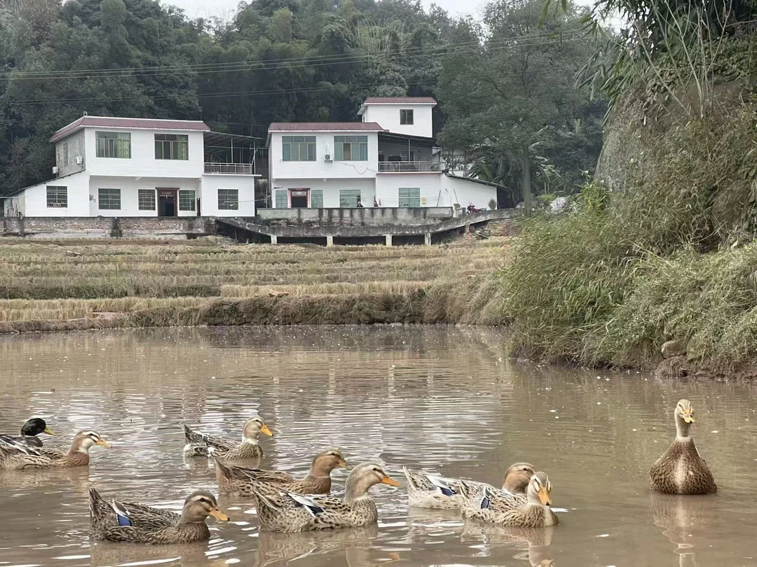 农家放养稻谷麻鸭现场宰杀