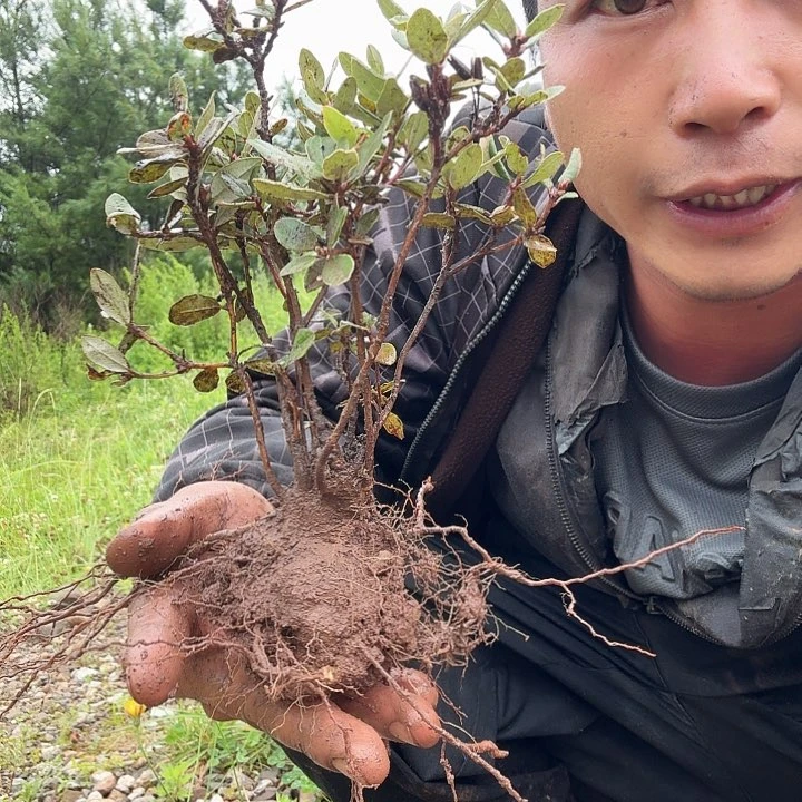 当前无花栽培后可以开花