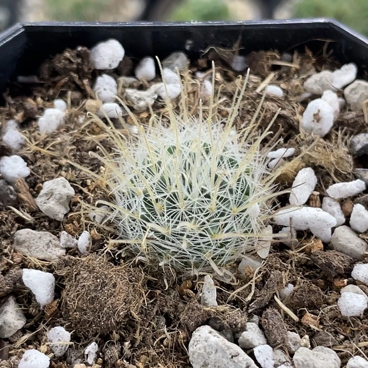 凯***肖阳炎实生仙人球