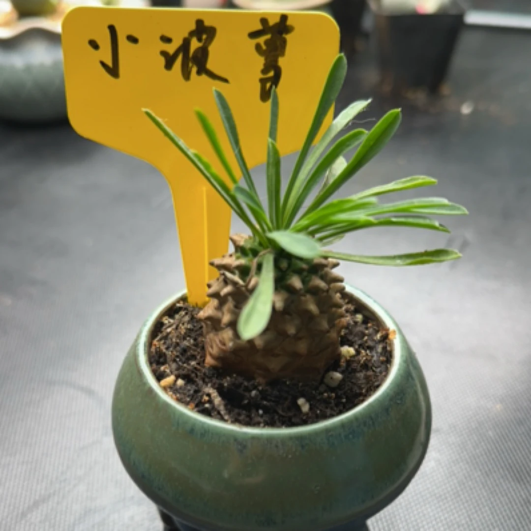 小菠萝峨眉山单头可爱萌宠多肉植物满16.8元