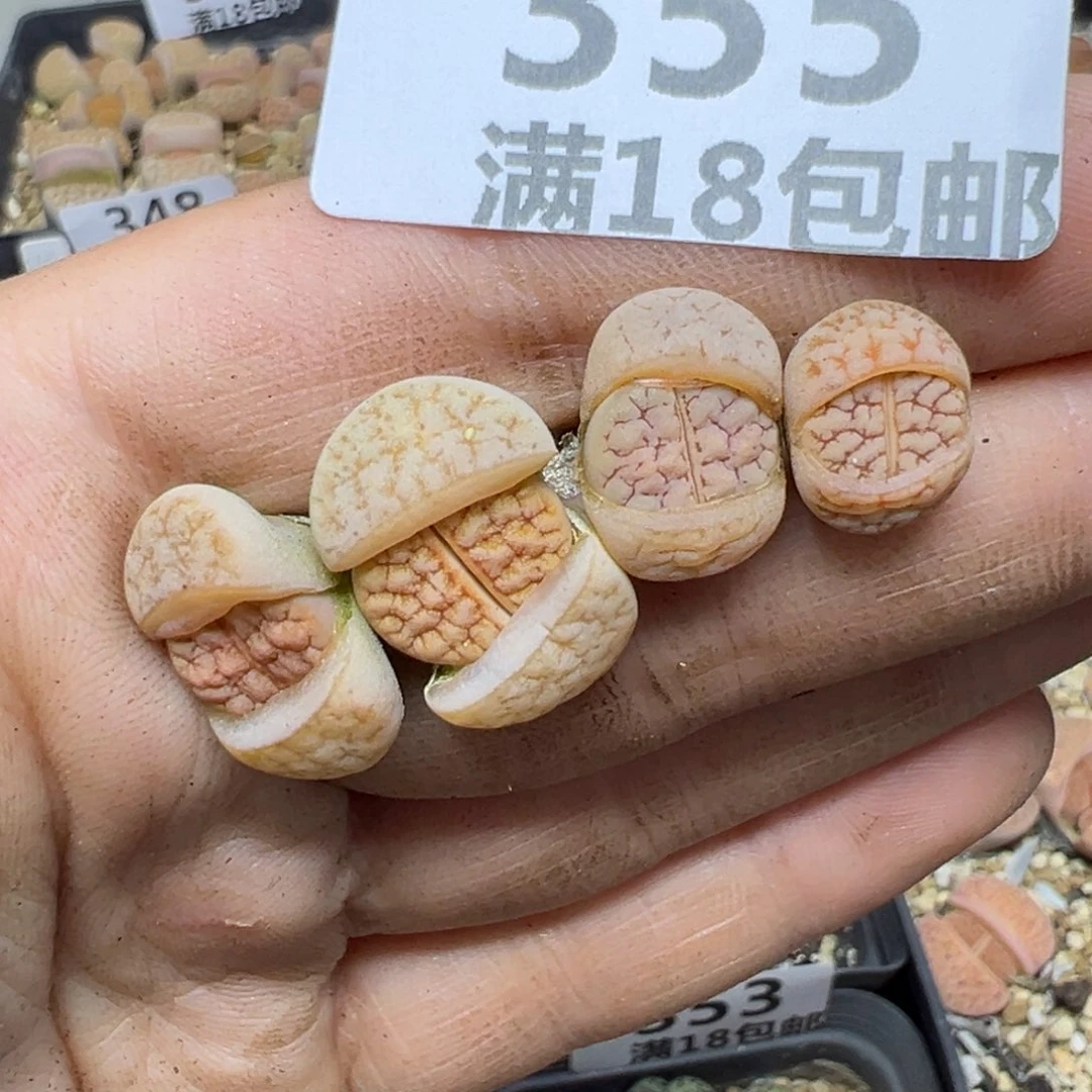 【闪购商品】诞*355……