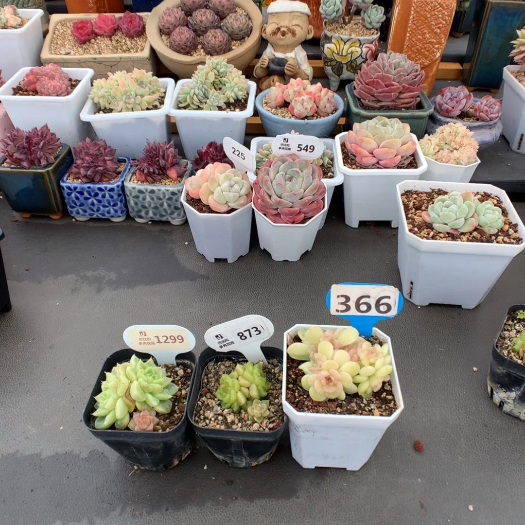 月*夕1299-873-366 三个美肉