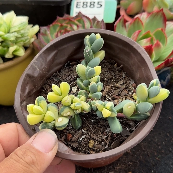 鹿角海棠锦惊鸿一物一拍包装收缩花旱