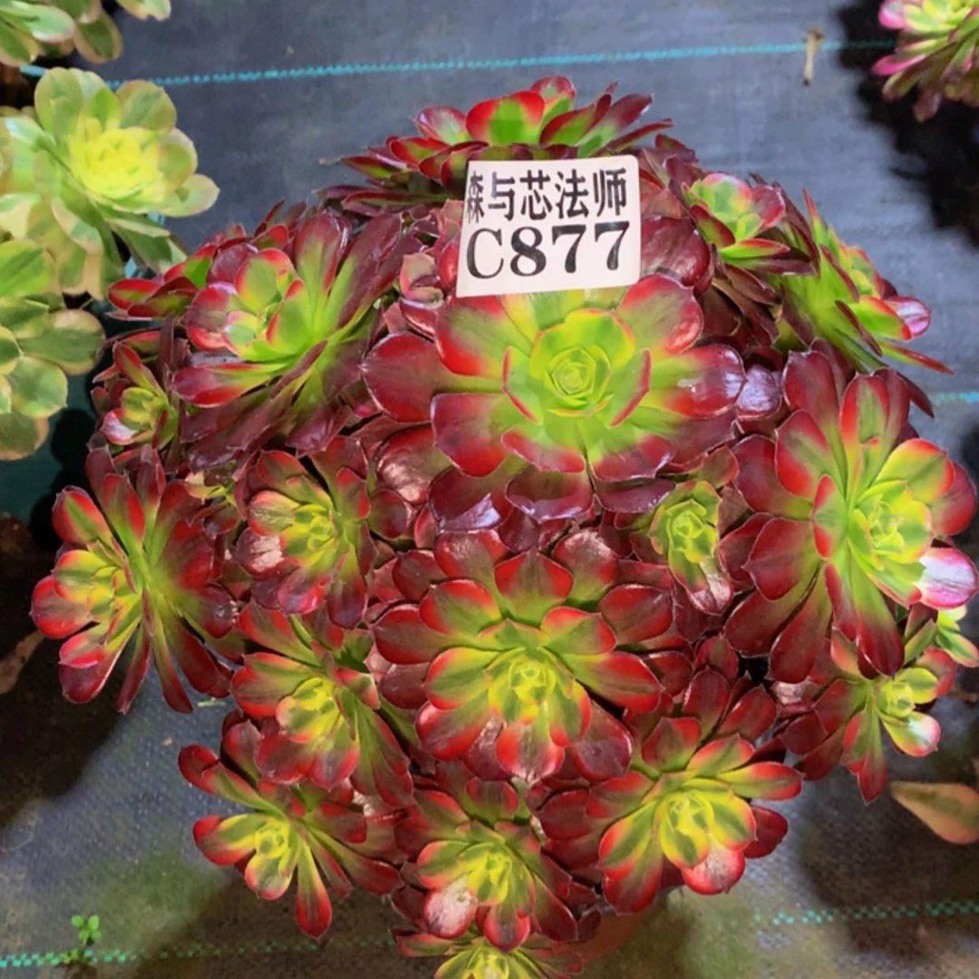 【闪购商品】877安娜
