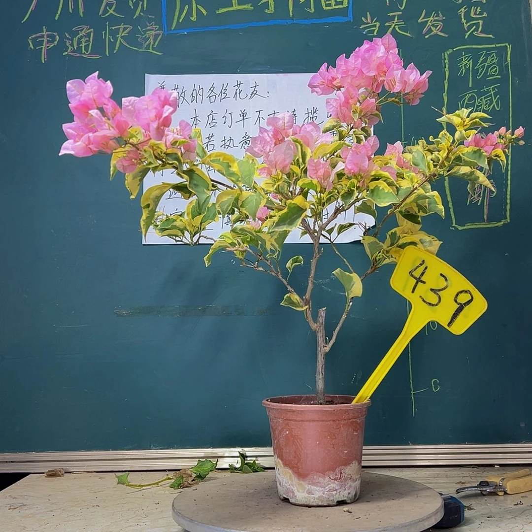 当前无花栽培后可以开花中国丽人439