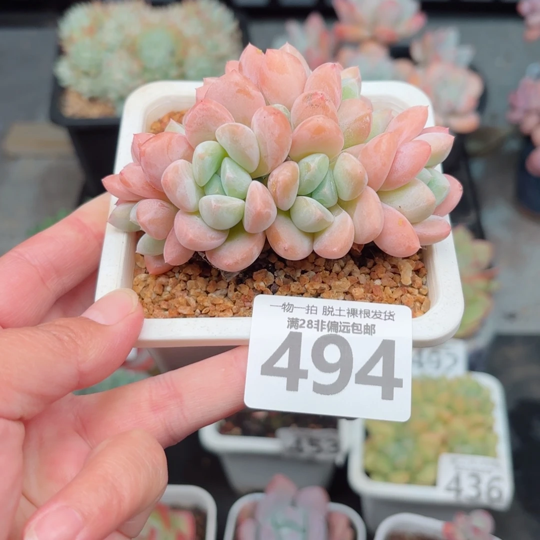 芙丽朵无盆土发货