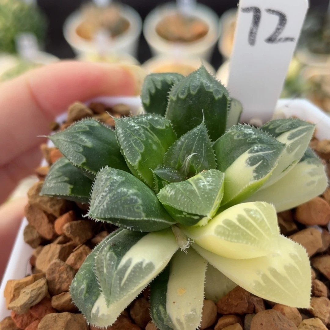 72芷寿锦。