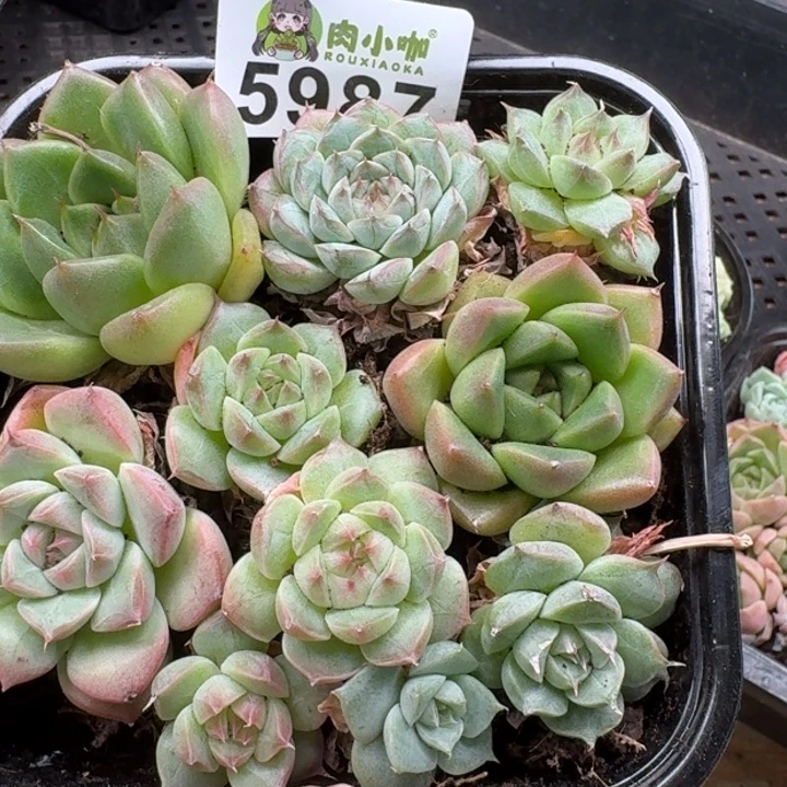 多肉植物多肉植物