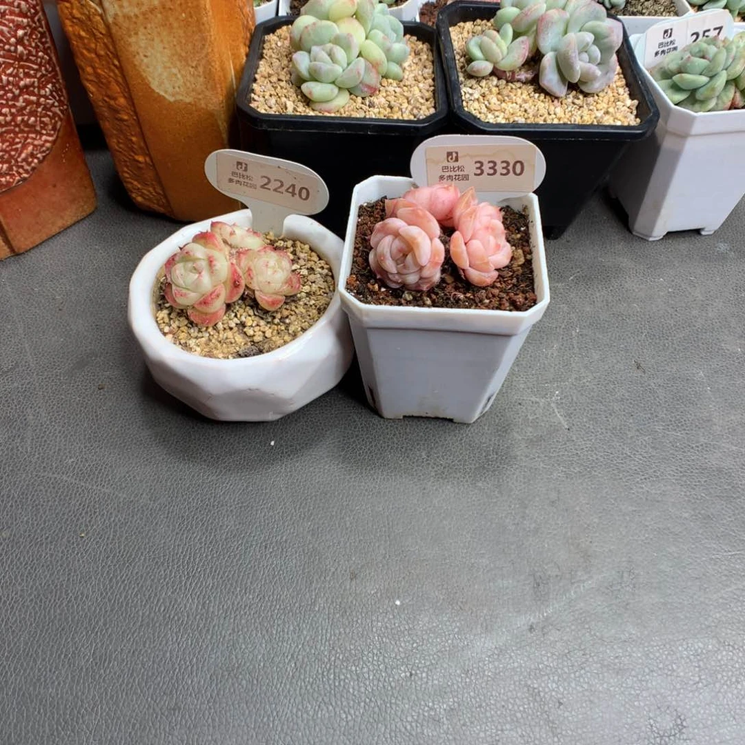 Z***?2240-3330 两个美肉