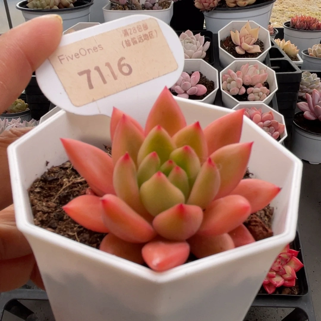 红酒7116-5.0厘米